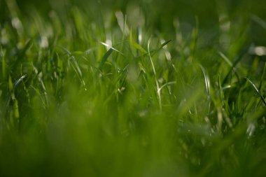  juicy young green grass weed