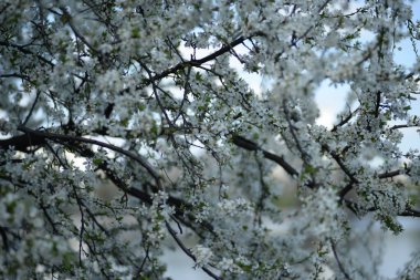Genç erik dalları, çiçek açan kiraz dalı, arı