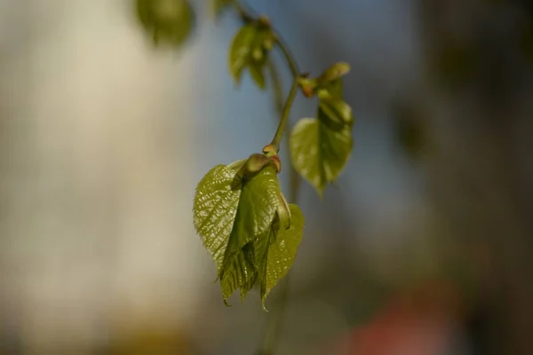 Соковиті Молоді Зелені Листя Липи — стокове фото