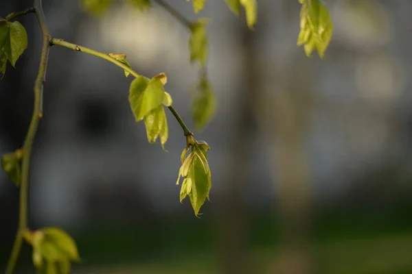 Suculento Jovem Folhas Tília Verde — Fotografia de Stock