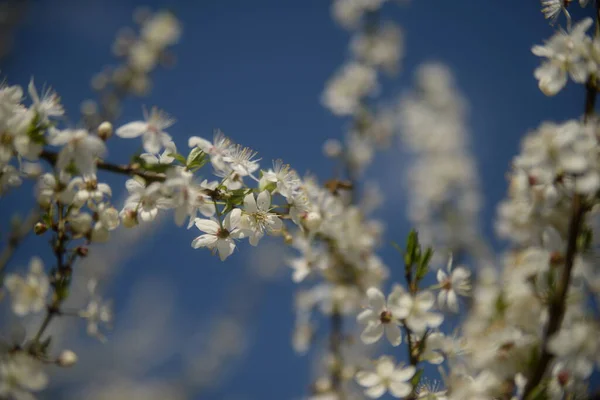 Young Plum Branches Flowering Cherry Plum Branch Bee — Stockfoto