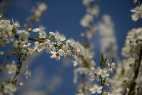 Young Plum Branches Flowering Cherry Plum Branch Bee — Stockfoto