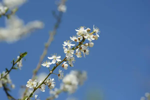 Young Plum Branches Flowering Cherry Plum Branch Bee — Zdjęcie stockowe