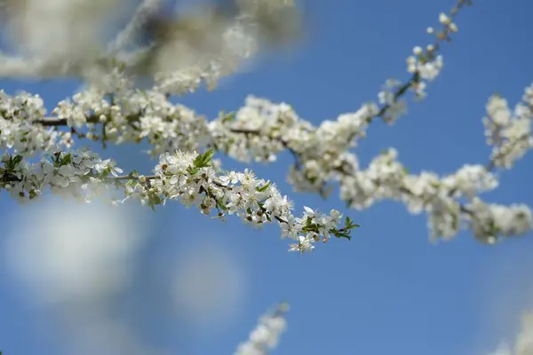 Fiatal Szilva Ágak Virágzó Cseresznye Szilva Méh — Stock Fotó