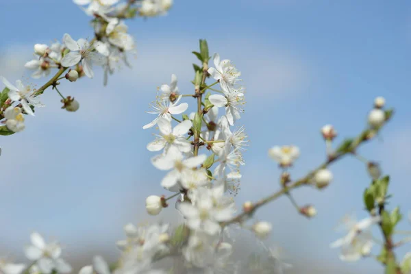 Young Plum Branches Flowering Cherry Plum Branch Bee — Stockfoto