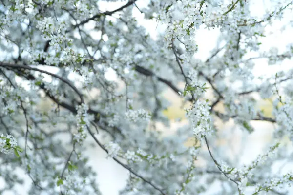 Fiatal Szilva Ágak Virágzó Cseresznye Szilva Méh — Stock Fotó