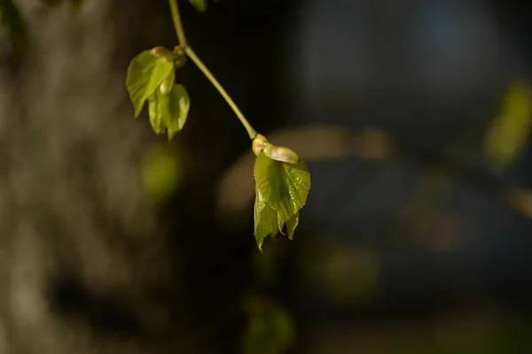 Šťavnaté Mladé Zelené Lískové Listy — Stock fotografie