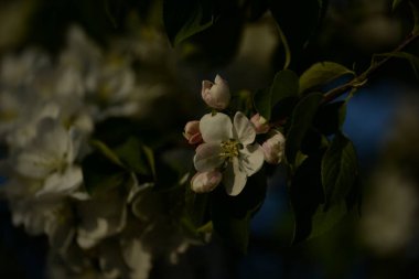 Beyaz çiçek açan elma ağacı