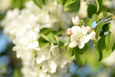 Beyaz çiçek açan elma ağacı