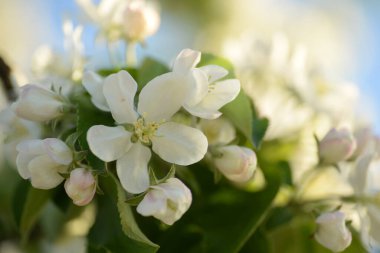 Beyaz çiçek açan elma ağacı