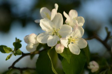 Beyaz çiçek açan elma ağacı