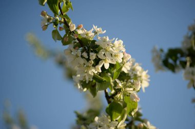 Beyaz çiçek açan elma ağacı