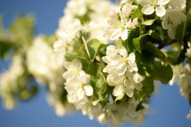 Beyaz çiçek açan elma ağacı