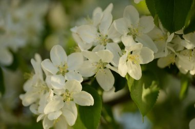 Beyaz çiçek açan elma ağacı