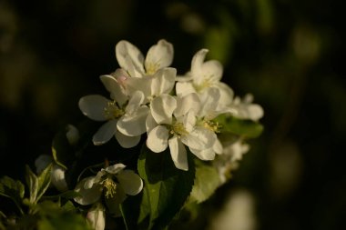 Beyaz çiçek açan elma ağacı