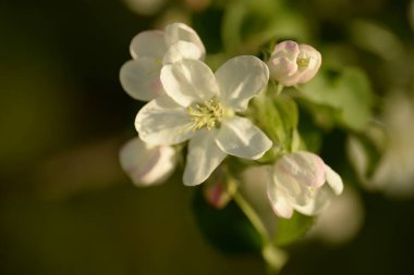 Beyaz çiçek açan elma ağacı