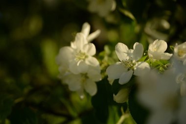 Beyaz çiçek açan elma ağacı