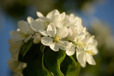 Beyaz çiçek açan elma ağacı