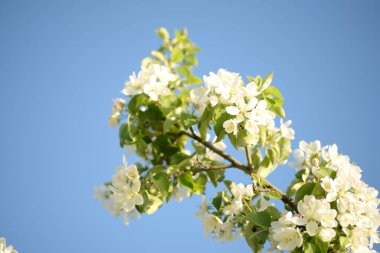 Beyaz çiçek açan elma ağacı