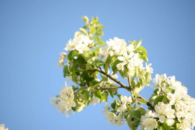 Beyaz çiçek açan elma ağacı