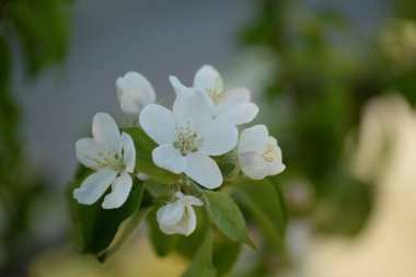 Beyaz çiçek açan elma ağacı
