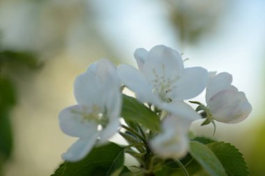 Beyaz çiçek açan elma ağacı