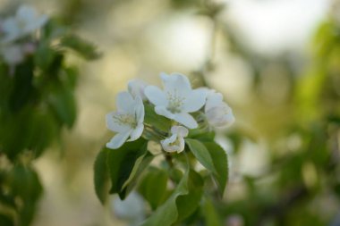 Beyaz çiçek açan elma ağacı
