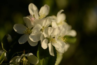 Beyaz çiçek açan elma ağacı