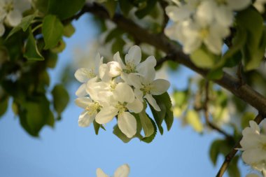 Beyaz çiçek açan elma ağacı