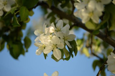 Beyaz çiçek açan elma ağacı