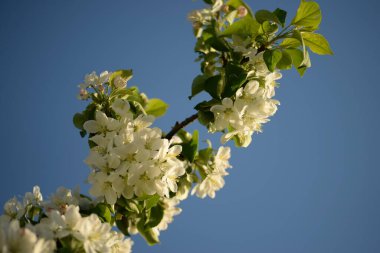 Beyaz çiçek açan elma ağacı arısı elma ağacını döllüyor.