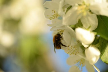 Beyaz çiçek açan elma ağacı arısı elma ağacını döllüyor.