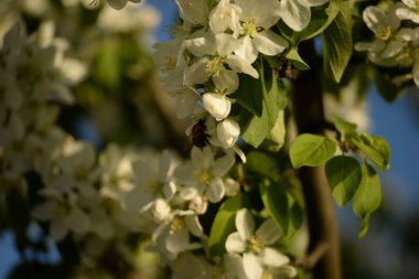 Beyaz çiçek açan elma ağacı arısı elma ağacını döllüyor.