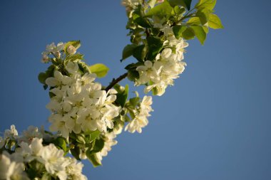 Beyaz çiçek açan elma ağacı arısı elma ağacını döllüyor.