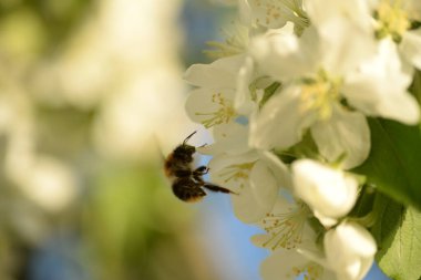 Beyaz çiçek açan elma ağacı arısı elma ağacını döllüyor.