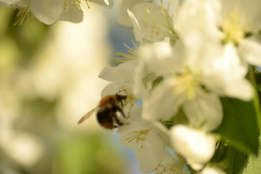 Beyaz çiçek açan elma ağacı arısı elma ağacını döllüyor.
