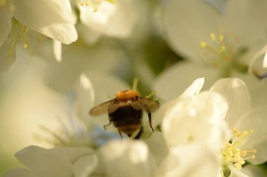 Beyaz çiçek açan elma ağacı arısı elma ağacını döllüyor.