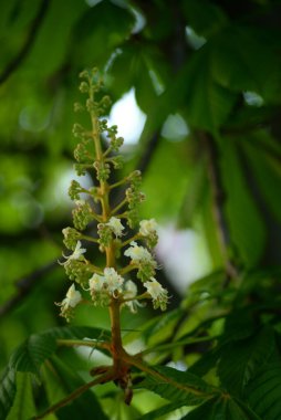 Kestane çiçeği genç kestane Kastanienblte Junge Kastanienbltter Rosskastanie kastanie at kestanesi bırakır