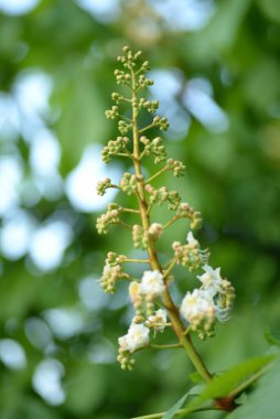 Kestane çiçeği genç kestane Kastanienblte Junge Kastanienbltter Rosskastanie kastanie at kestanesi bırakır