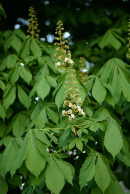 Kestane çiçeği genç kestane Kastanienblte Junge Kastanienbltter Rosskastanie kastanie at kestanesi bırakır