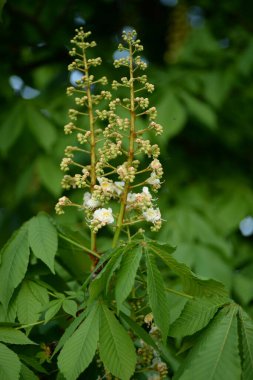 Kestane çiçeği genç kestane Kastanienblte Junge Kastanienbltter Rosskastanie kastanie at kestanesi bırakır