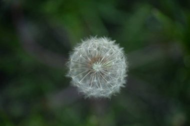 Beyaz karahindiba tohumları Weie Lwenzahnsamen pofuduk