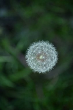 Beyaz karahindiba tohumları Weie Lwenzahnsamen pofuduk