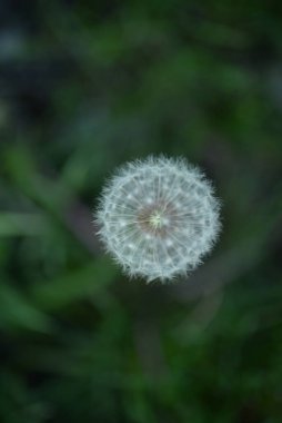 Beyaz karahindiba tohumları Weie Lwenzahnsamen pofuduk
