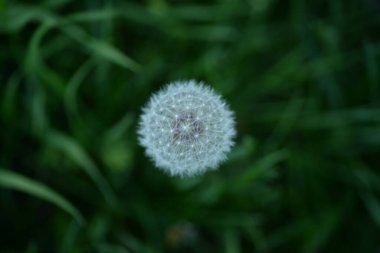 Beyaz karahindiba tohumları Weie Lwenzahnsamen pofuduk