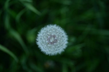 Beyaz karahindiba tohumları Weie Lwenzahnsamen pofuduk