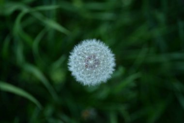 Beyaz karahindiba tohumları Weie Lwenzahnsamen pofuduk