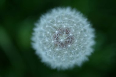 Beyaz karahindiba tohumları Weie Lwenzahnsamen pofuduk