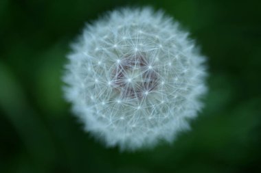 Beyaz karahindiba tohumları Weie Lwenzahnsamen pofuduk