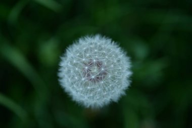 Beyaz karahindiba tohumları Weie Lwenzahnsamen pofuduk